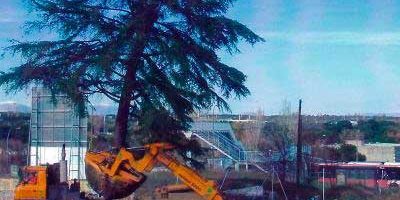 Salud de los arboles de jardin